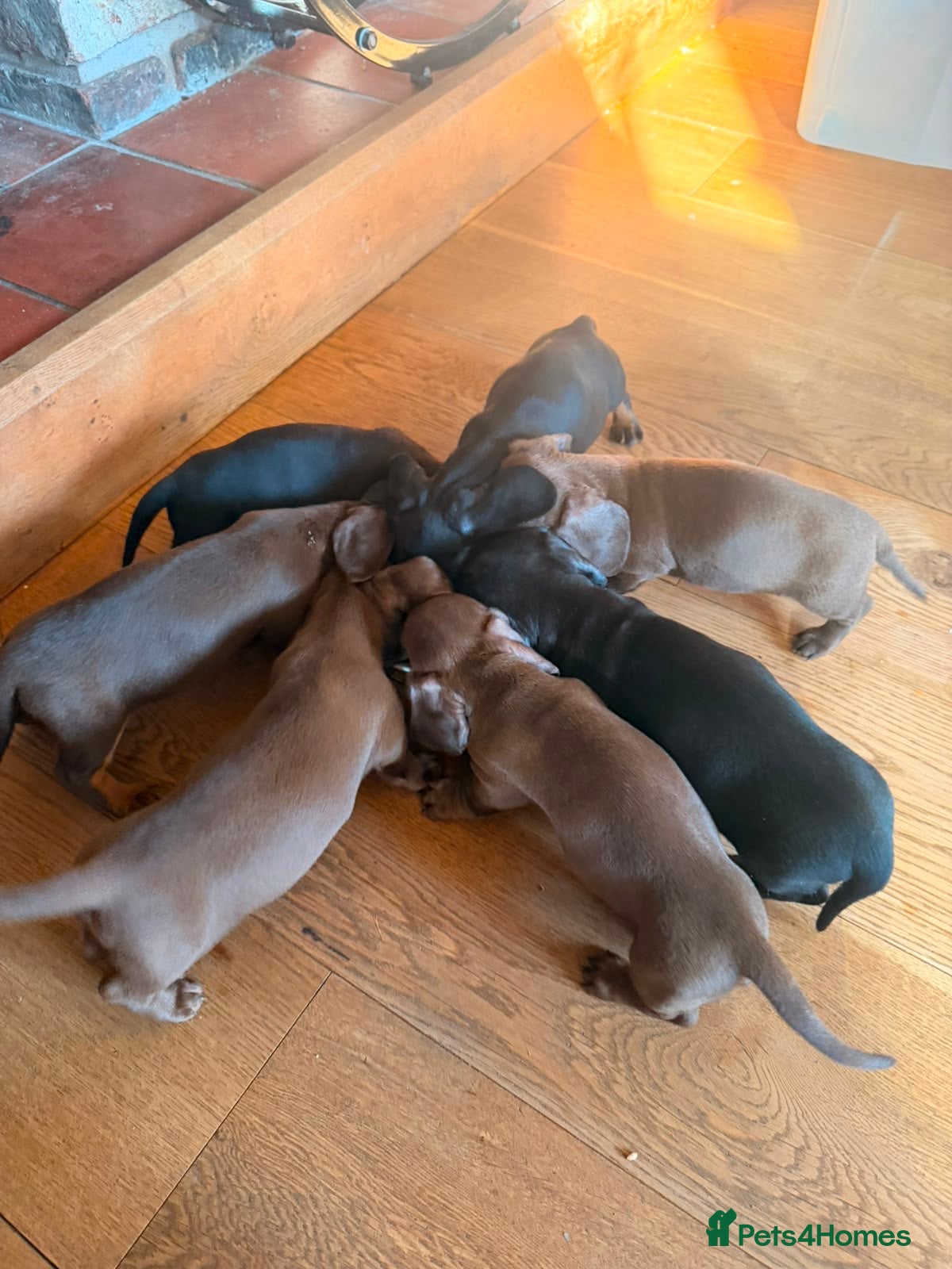 Dachshund dogs READY NOW! RARE coloured KC mini daschunds  - Advert 1