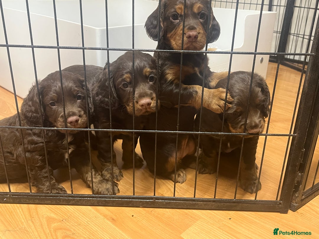 Cocker Spaniel dogs for sale: Working cocker spaniels - Advert 2