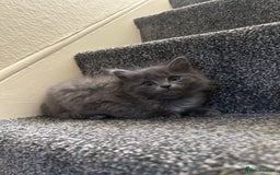 Ragdoll cats for sale: Reserved - Image 3