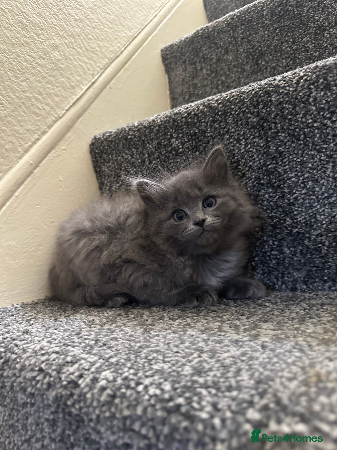 Ragdoll cats for sale: Reserved - Image 3