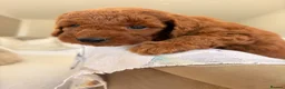 Labradoodle dogs for sale: LICENSED BREEDER F2b miniature labradoodles - Advert 12