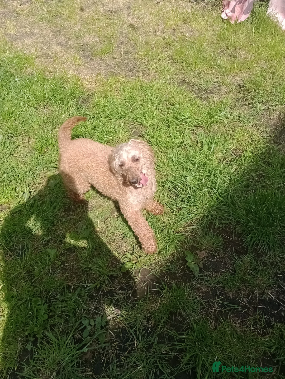 Mixed Breed dogs for sale: 🐕🌹 5 beautiful girls, miniature poodle 🌹🐕 in Barnsley - Advert 2