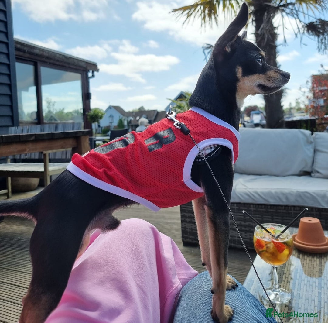 Russian Toy Terrier dogs for stud: Not Proven Stud Looking For Female  - Image 7