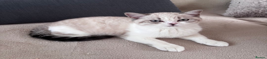 British Shorthair Kitten 1