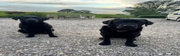 Labrador Retriever dogs for sale: Exceptional KC Labrador Puppies from Working Line  - Advert 10