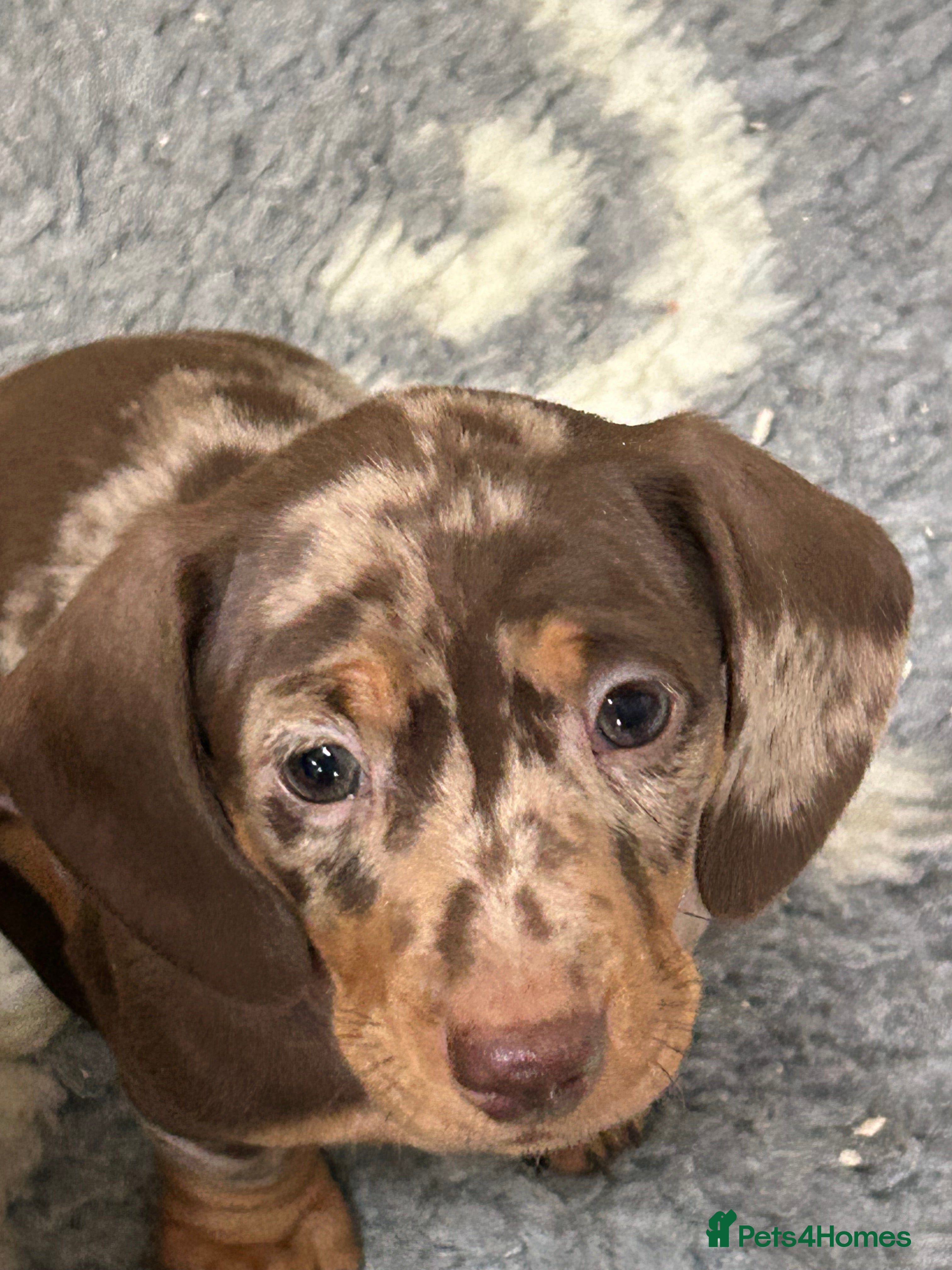 Miniature Dachshund dogs Isabella Dapple & chocolate & tan-dachshunds,  - Advert 18