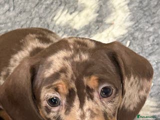 Miniature Dachshund dogs Isabella Dapple & chocolate & tan-dachshunds, - Advert 18