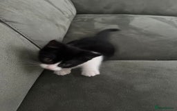 Domestic Shorthair cats for sale: 1 loving cute kitten left! - Image 2