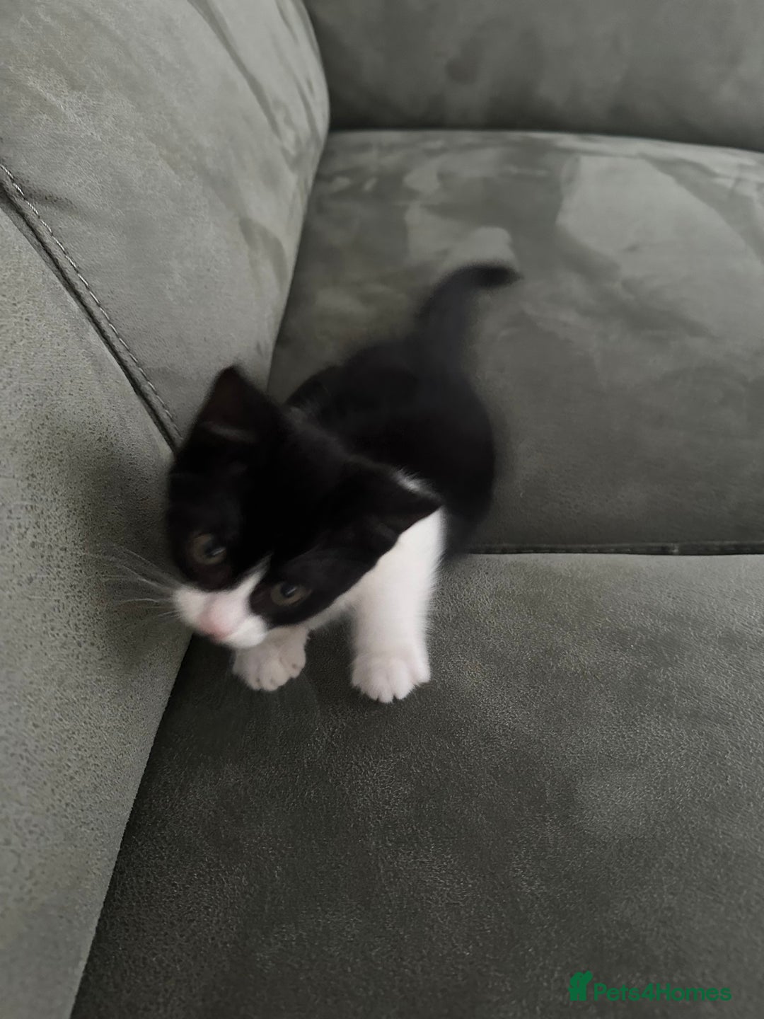 Domestic Shorthair cats for sale: 1 loving cute kitten left! - Image 2
