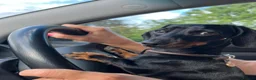 Dachshund dogs for sale: A Beautiful Female Dachshund Puppy - Advert 1