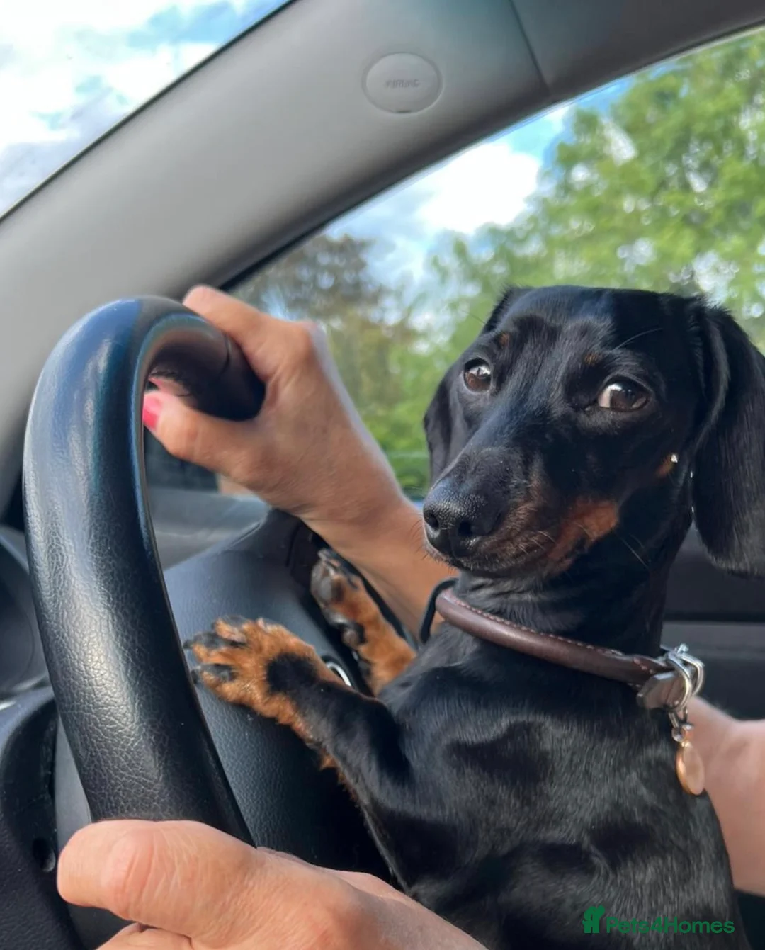 Dachshund dogs for sale: A Beautiful Female Dachshund Puppy - Advert 1