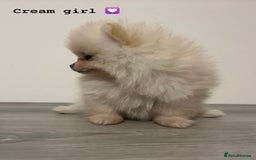 Pomeranian dogs for sale: Pomeranian puppies - Image 3