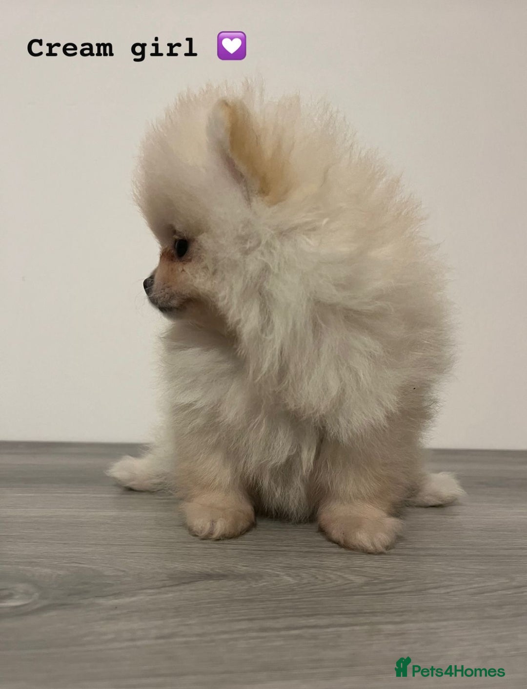 Pomeranian dogs for sale: Pomeranian puppies - Image 3