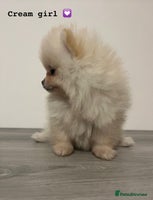 Pomeranian dogs - Advert 14