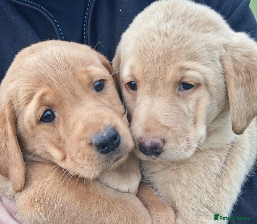 Labrador Retriever dogs for sale: Labrador puppies  - Advert 6