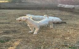 Coton De Tulear dogs for sale: Coton de tulear  in London - Image 3