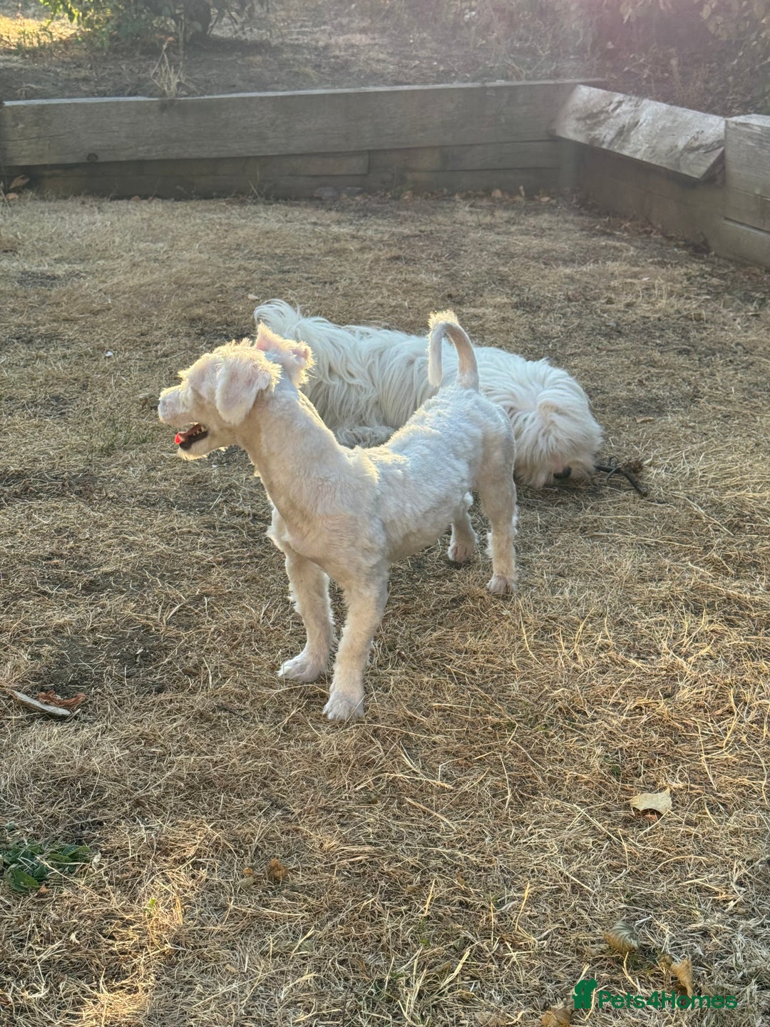 Coton De Tulear dogs for sale: Coton de tulear  in London - Image 3