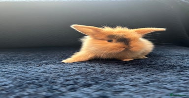 Lionhead rabbits - Advert 2