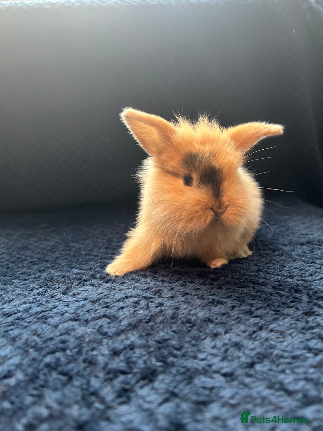 Lionhead rabbits for sale: Mini lion lop bunnies - Image 3