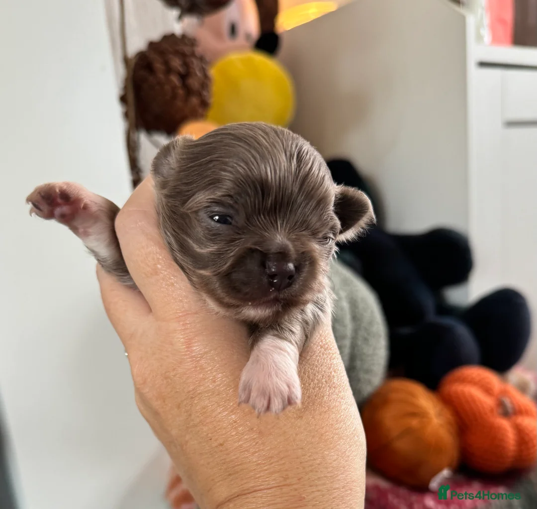 Chihuahua dogs for stud: kc lilac long haired chihuahua for Stud in South Shields - Advert 25