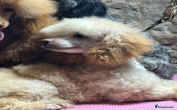 Toy Poodle dogs for sale: Toy poodle puppies ready now. Aberdeenshire - Image 25