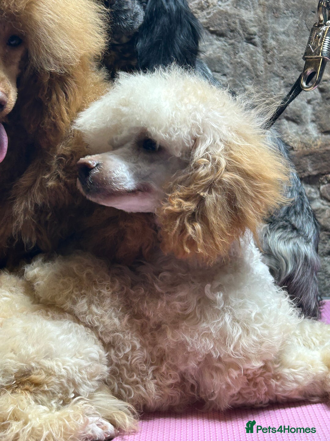 Toy Poodle dogs for sale: Toy poodle puppies ready now. Aberdeenshire - Image 25