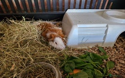 Guinea Pig rodents for sale: 6 month old male teddy guinea pig and cage - Image 6