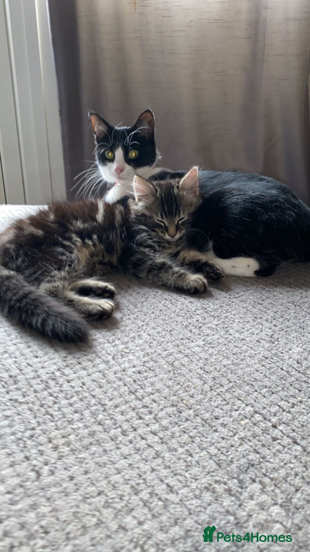 Mixed Breed cats for sale: Tabby cross ragdoll  - Image 5