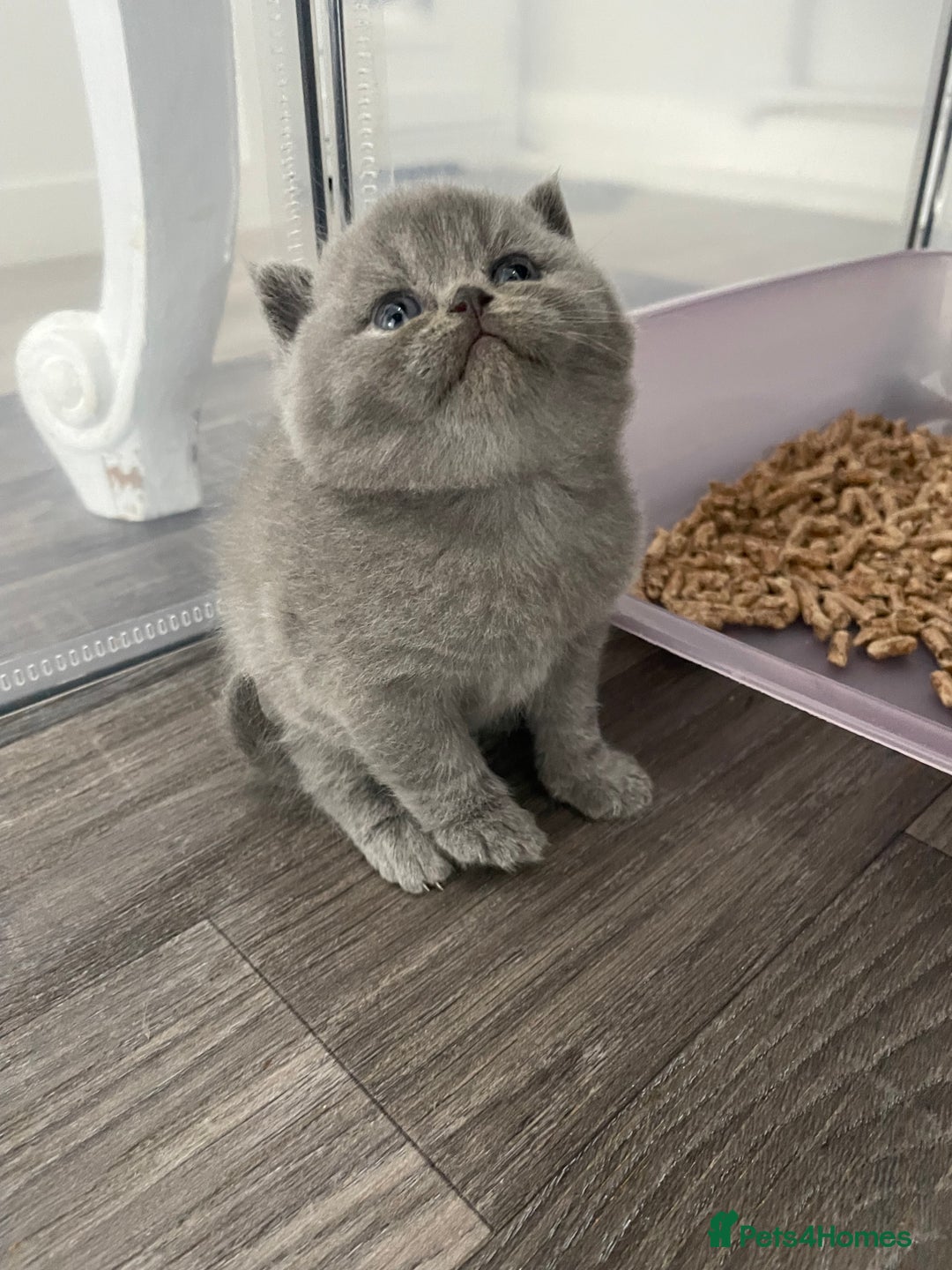 British Shorthair cats for sale: 🔥 BRITISH SHORTHAIR KITTENS BLUE BLACK LILAC CHOC - Image 14