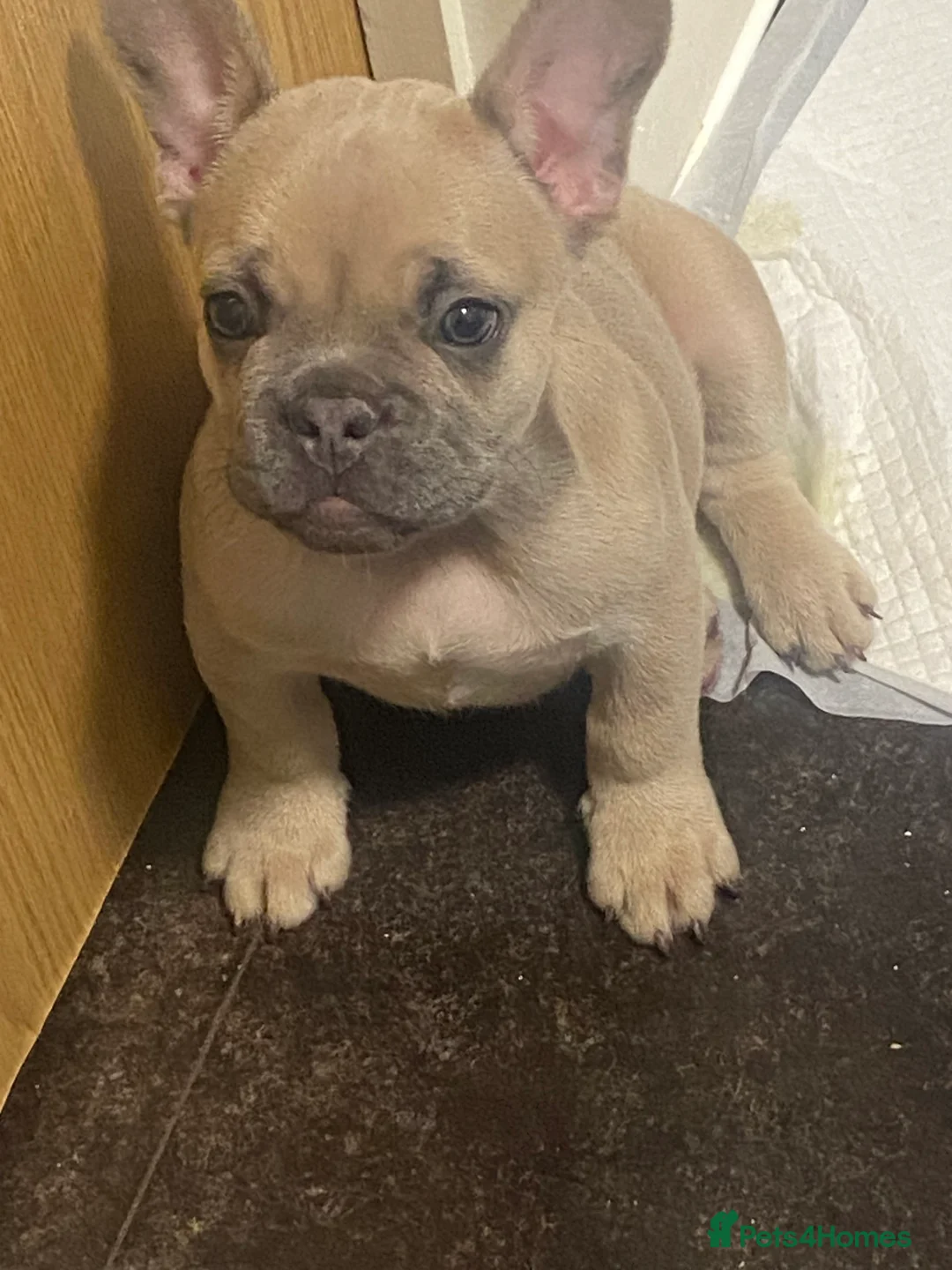 French Bulldog dogs for sale: Re-homing French bulldog puppy  - Advert 1