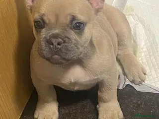 French Bulldog dogs Re-homing French bulldog puppy - Advert 10
