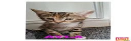 Mixed Breed cats for sale: Cute kittens🐈🐈‍⬛ - Advert 3