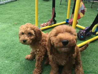 Cockapoo dogs 3 left cockapoo - Advert 9