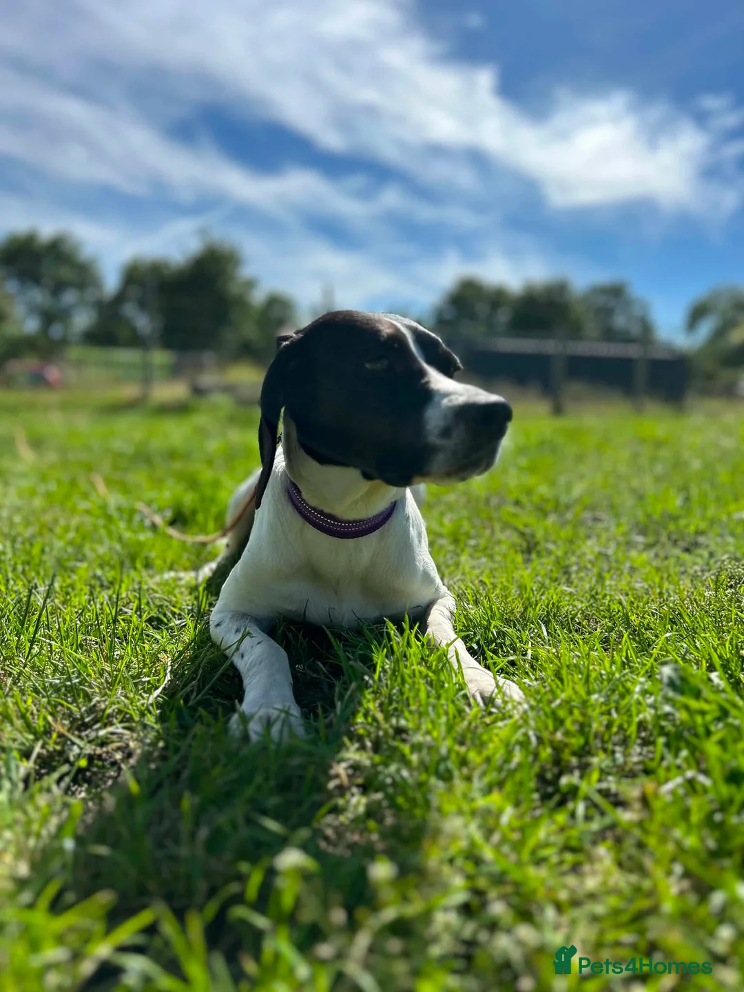 Mixed Breed dogs for adoption: 🌟 Sally’s Confidence is Growing Every Day 🌟 in Iver - Advert 2