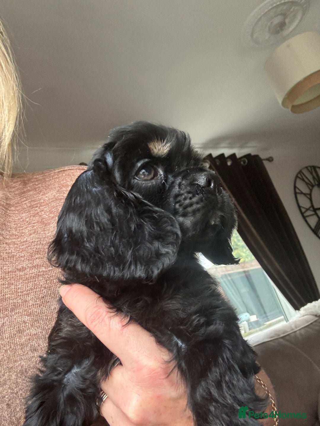 American Cocker Spaniel dogs for sale: KC reg American puppies - Advert 8