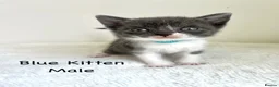 British Shorthair cats for sale: British Shorthair Cross Kittens  - Advert 2
