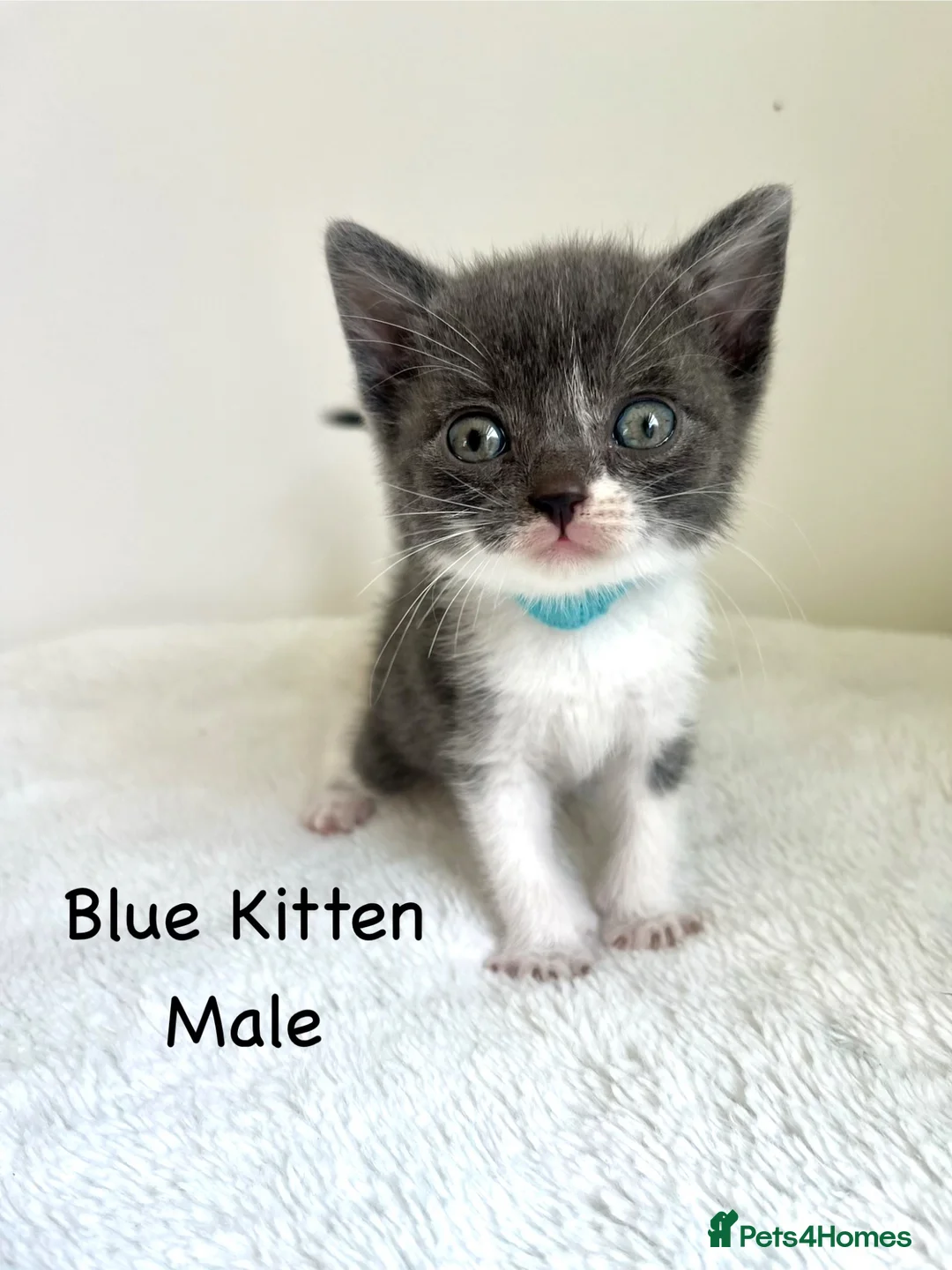British Shorthair cats for sale: British Shorthair Cross Kittens  - Advert 2