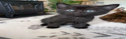 Domestic Shorthair cats for sale: Beautiful Bonded Kittens– Priced as Pairs Only 🐾  - Advert 6