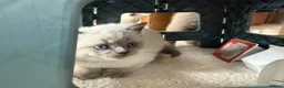 British Shorthair cats for sale: Britishshort hair Pedigree Kittens | DNA Clear  - Advert 21