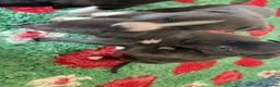 Greyhound dogs for sale: Greyhound pups  in Doncaster - Advert 1
