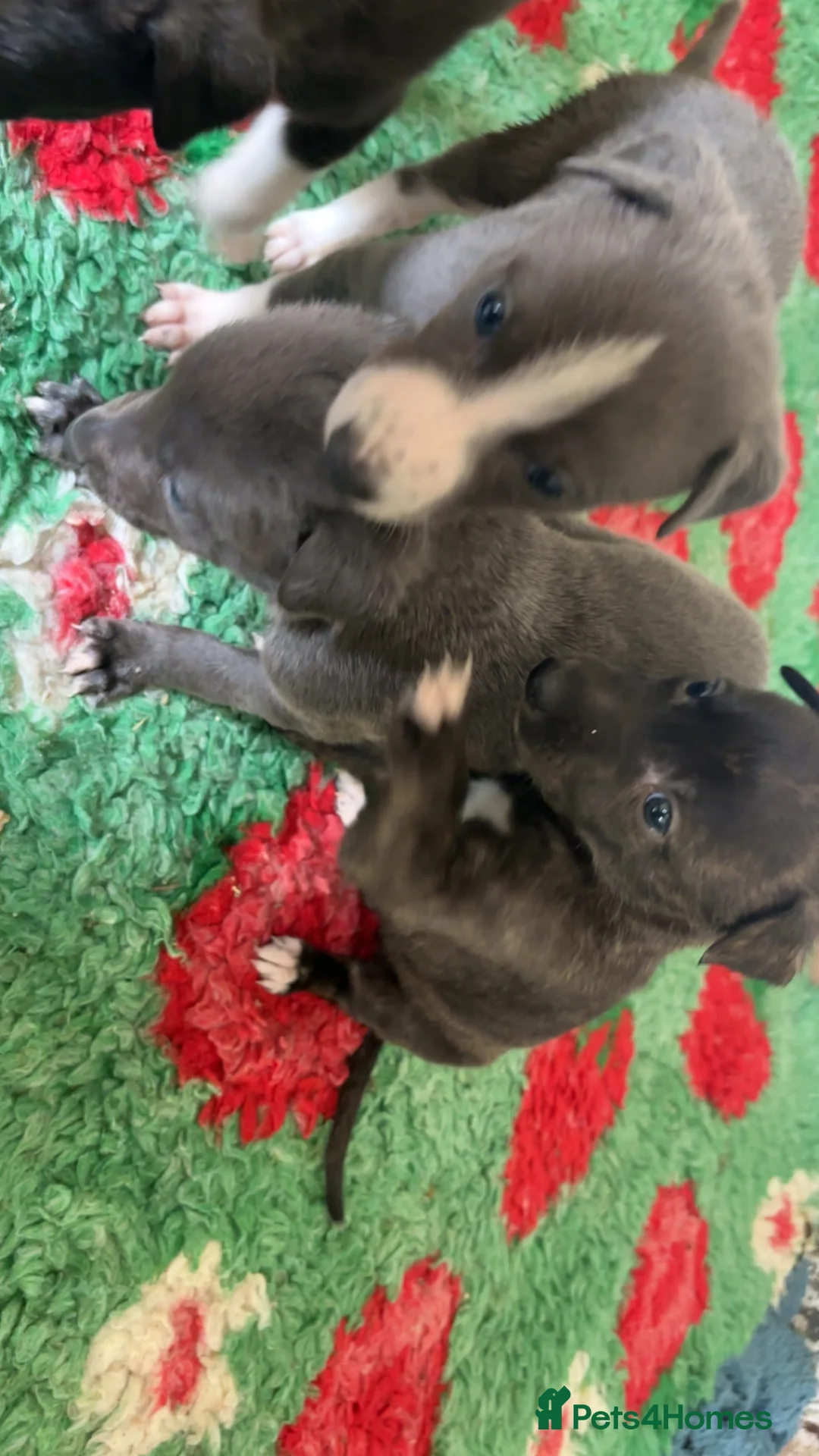 Greyhound dogs for sale: Greyhound pups  in Doncaster - Advert 1