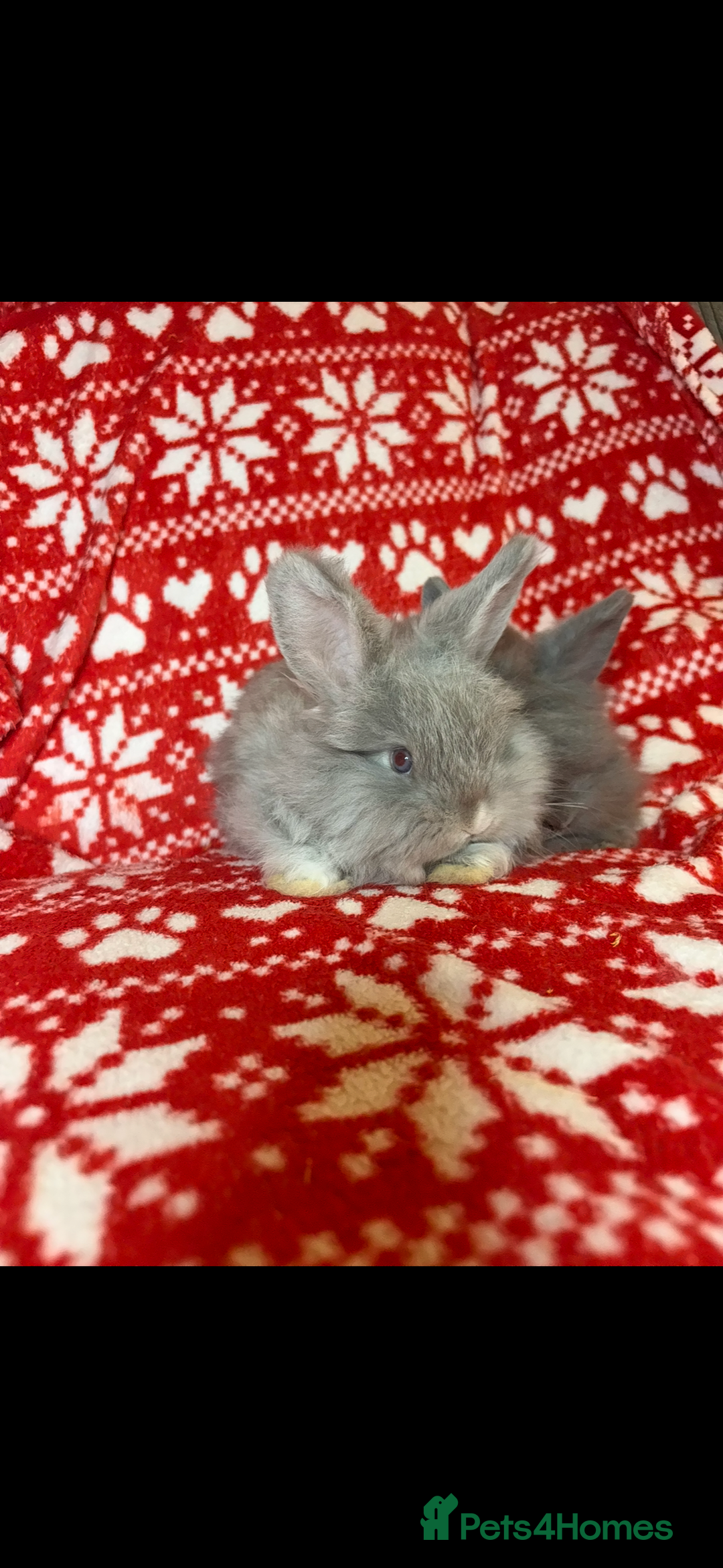 Mini Lop rabbits for sale: Gorgeous little mini lop baby bunnies ready now - Image 9