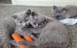 British Shorthair cats for sale: British shorthair  - Image 2