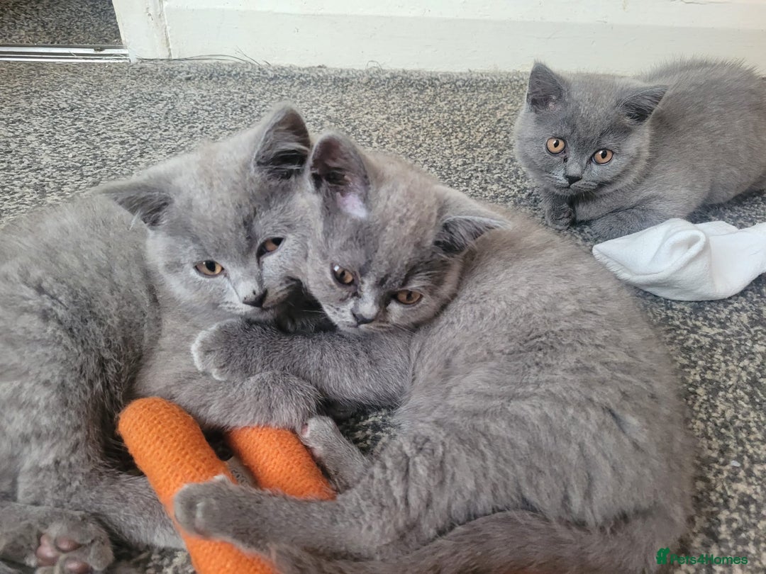 British Shorthair cats for sale: British shorthair  - Image 2