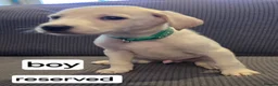 Mixed Breed dogs for sale: Belgian malinios x Dalmatian puppies 10 weeks old  in Oxford - Advert 9