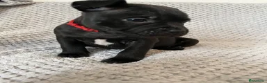 Staffordshire Bull Terrier Puppy 2