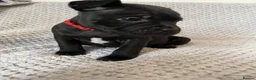 Staffordshire Bull Terrier dogs for sale: Black/blue staffy pups - Advert 30