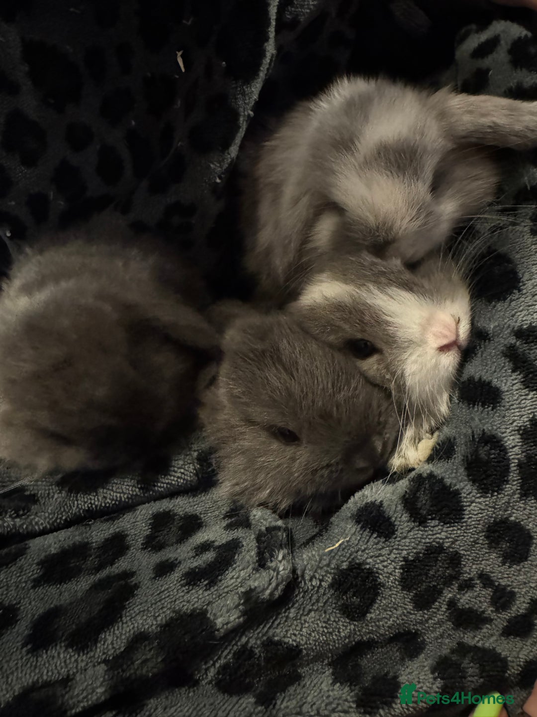 Mini Lop rabbits for sale: Extremely friendly mini lop babies for sale  - Image 1