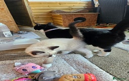 Mixed Breed cats for sale: Mostly white boy cat  - Image 10