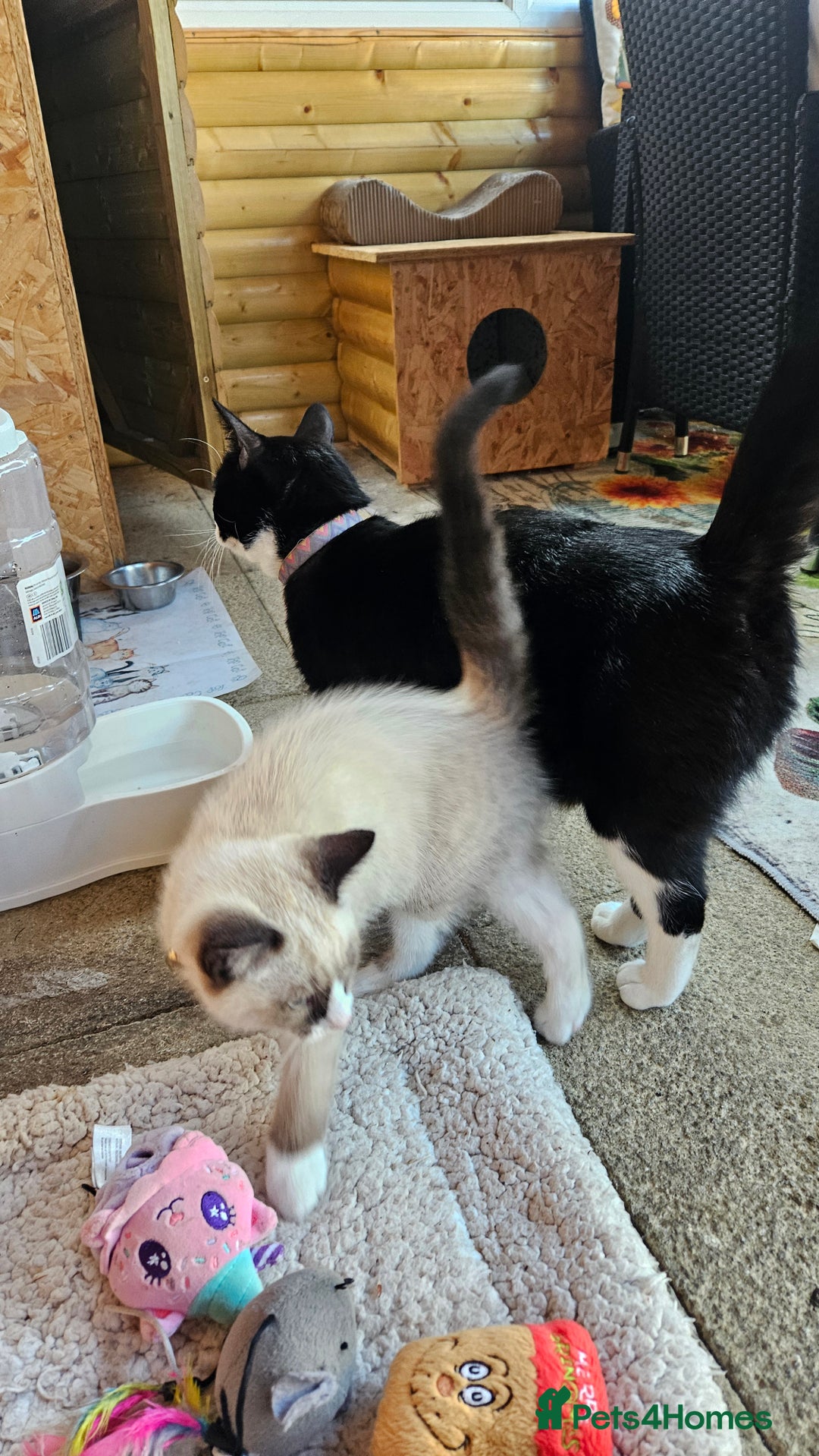 Mixed Breed cats for sale: Mostly white boy cat  - Image 10